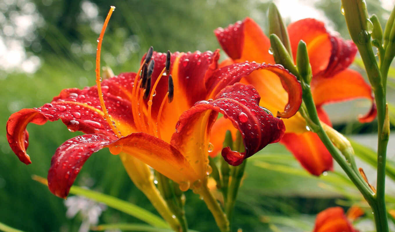 flowers, view, red, orange, lily, day