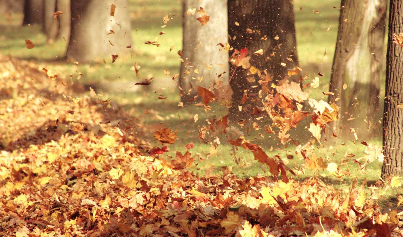 sheet, autumn, wind, ♪