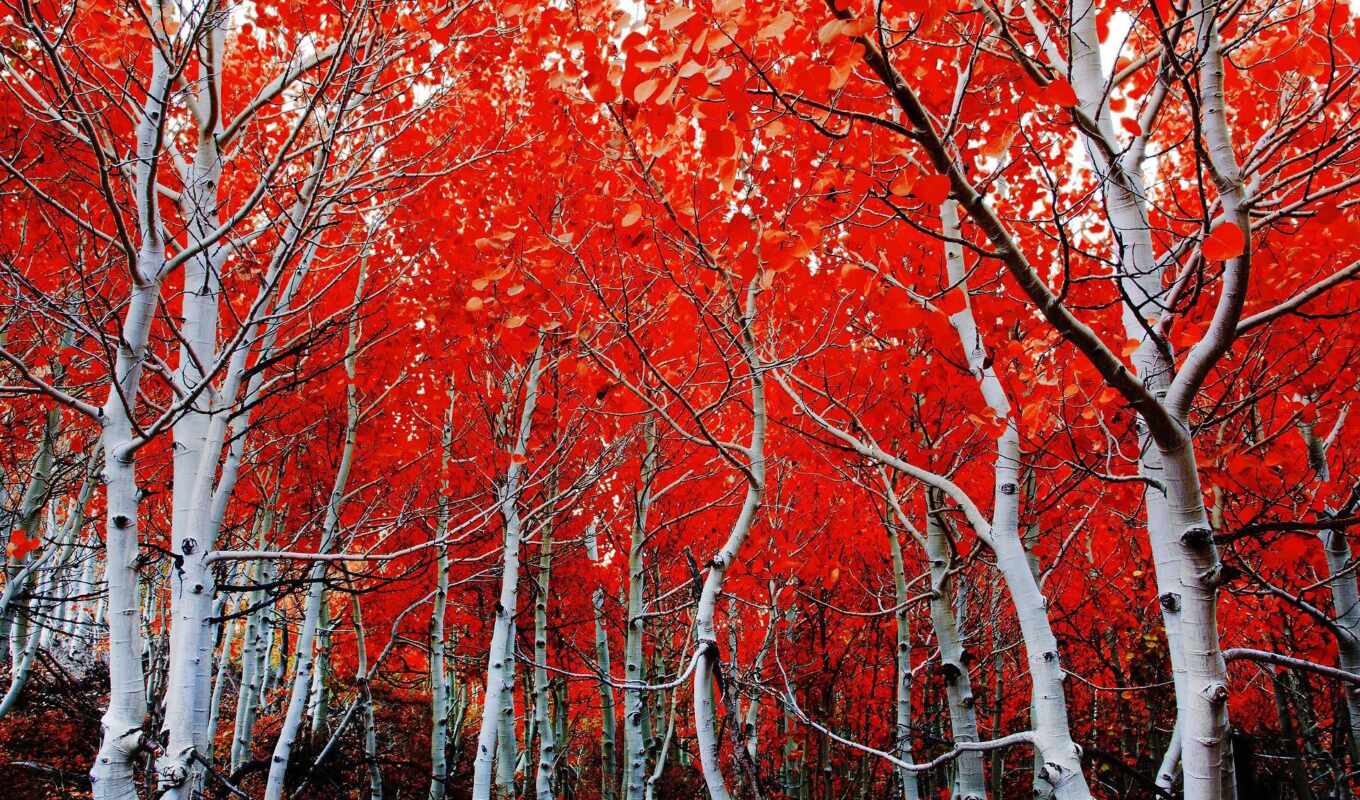 дерево, pic, осень, красивый