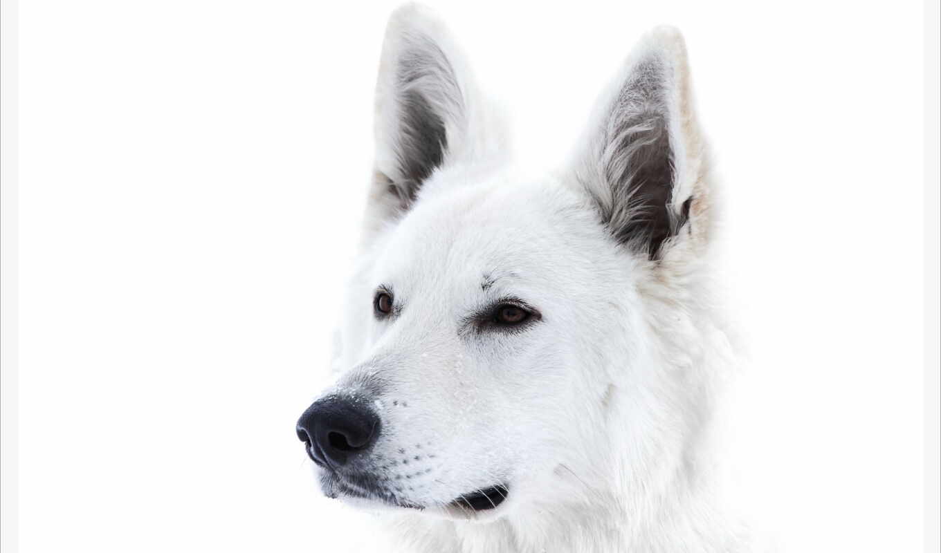 white, dog, awesome