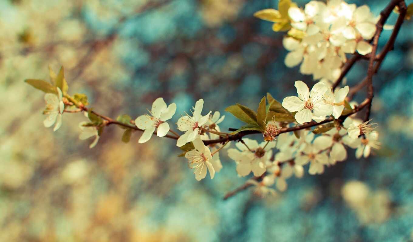 цветы, vintage, весна