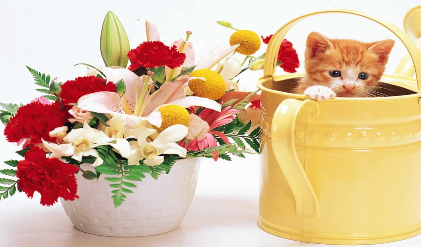 цветы, contact, войдите, домашние, кошек, zhivotnye, можешь, зарегистрируйте
