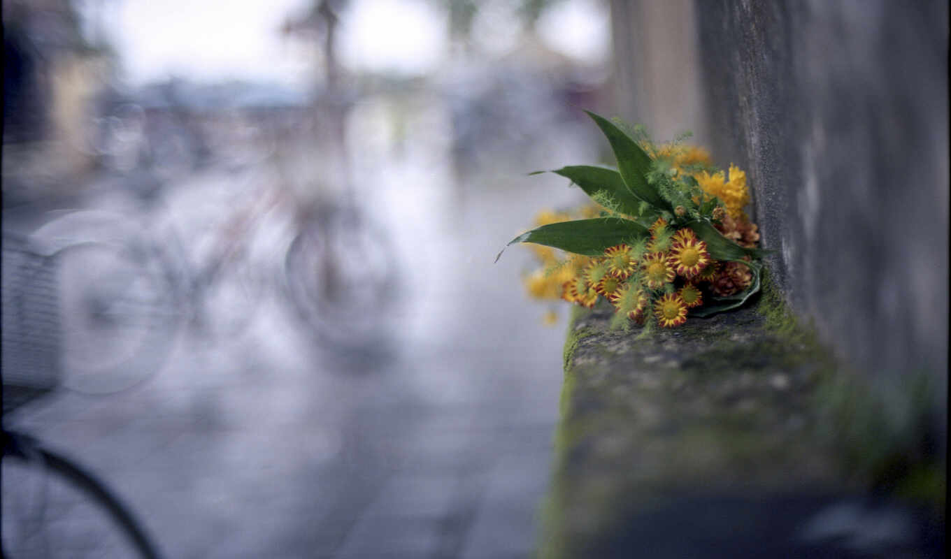 макро, город, flowers, bike, cvety