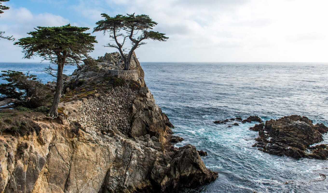 tree, San, eats, was, lonely, cypress, tree, cet