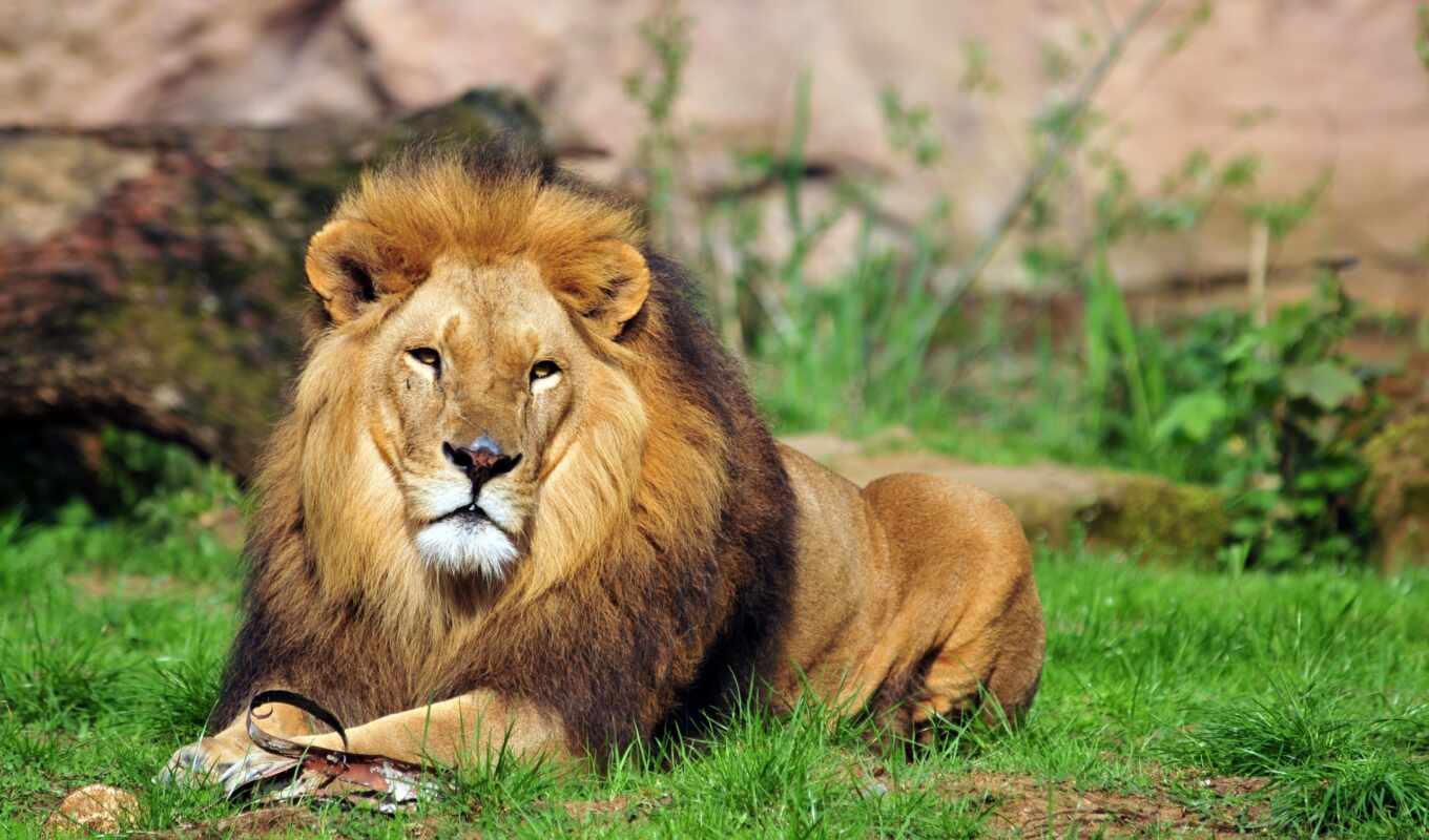 free, picture, shop, lion, cat, rub, animal, Internet, poster, delivery, Leo