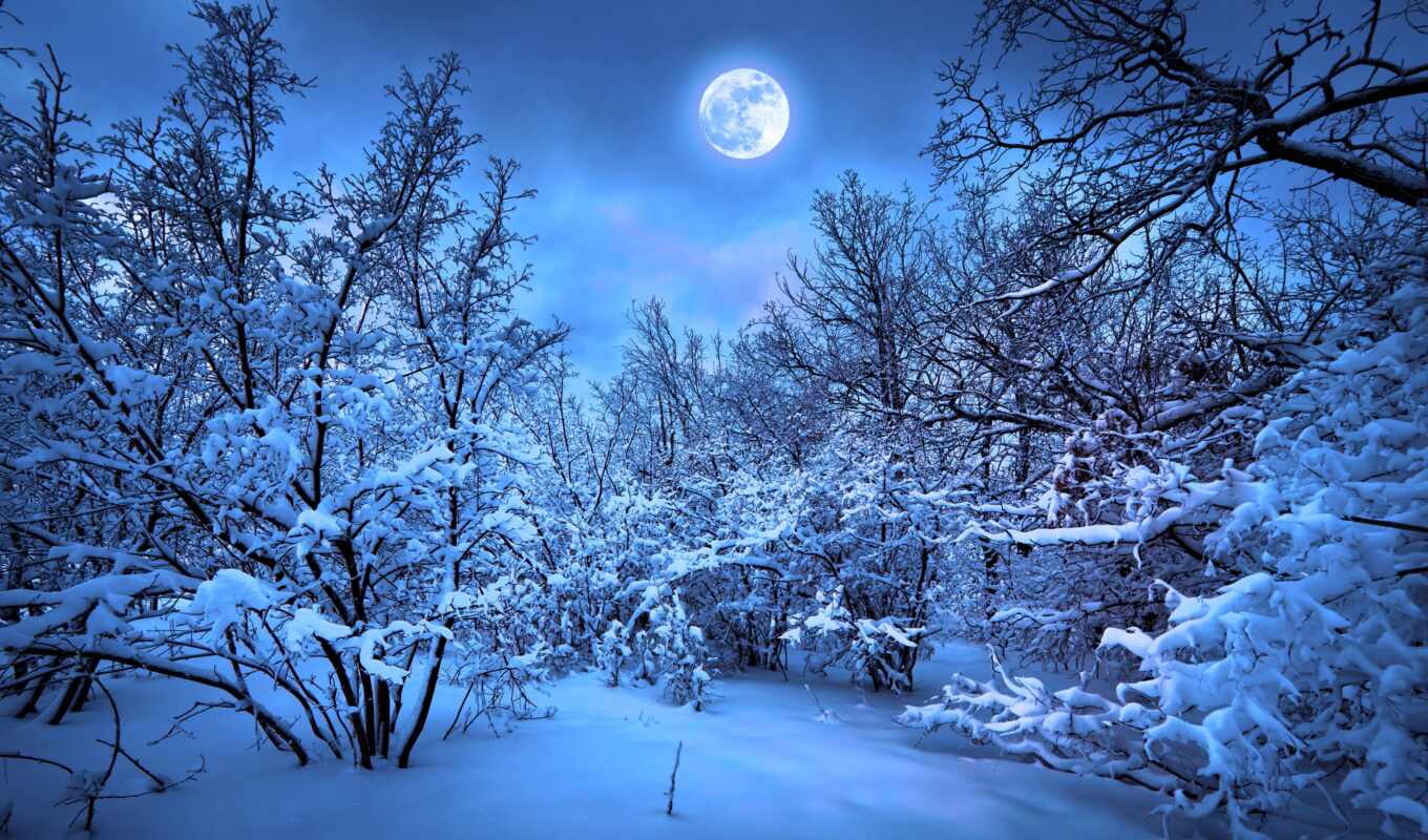 ночь, луна, снег, winter, лес, супер, плакат