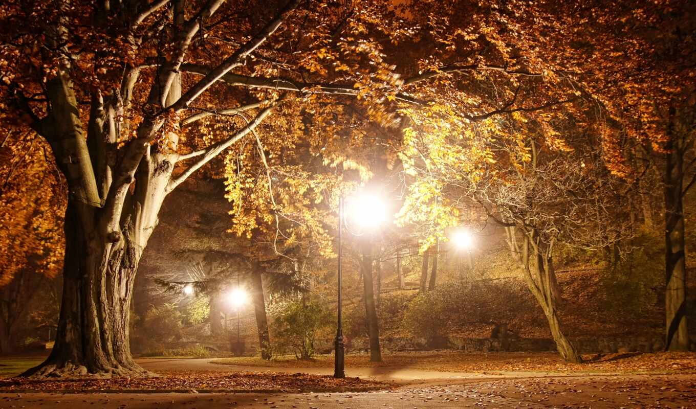 ночь, осень, park