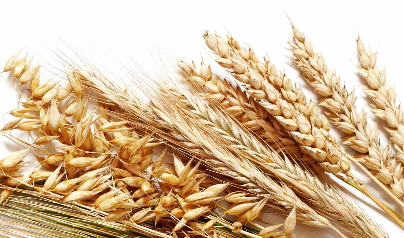 seed, пшеница