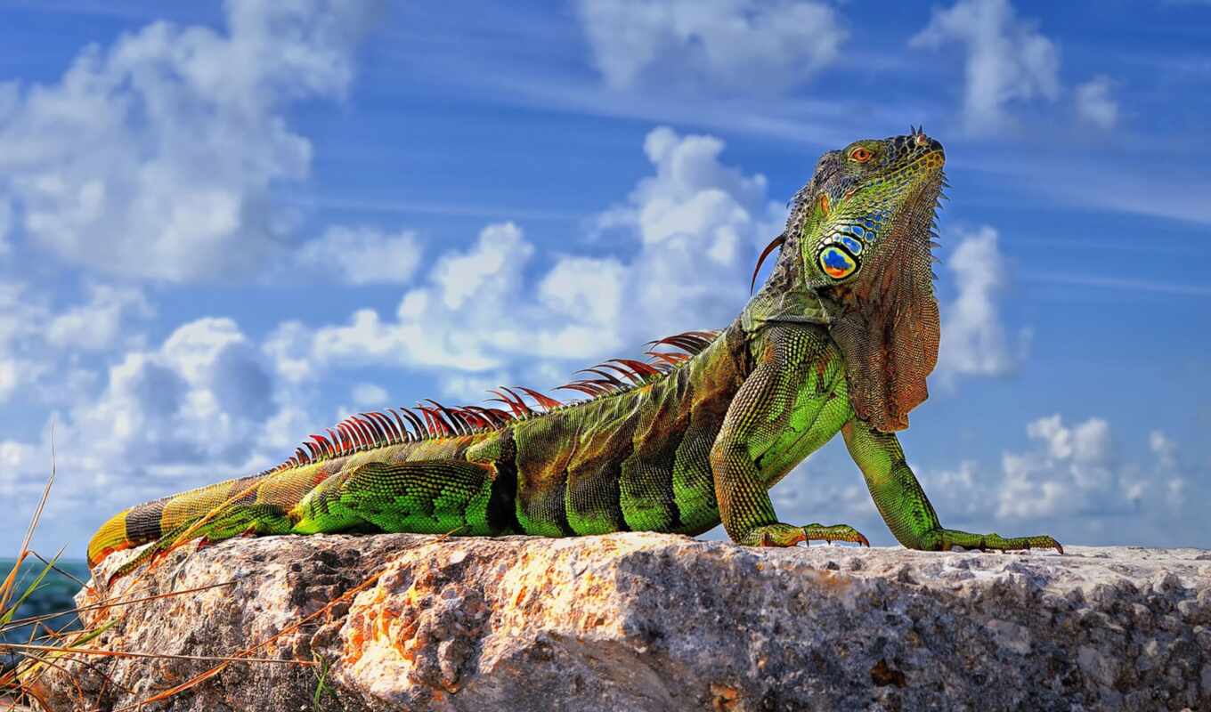 iguana, funart