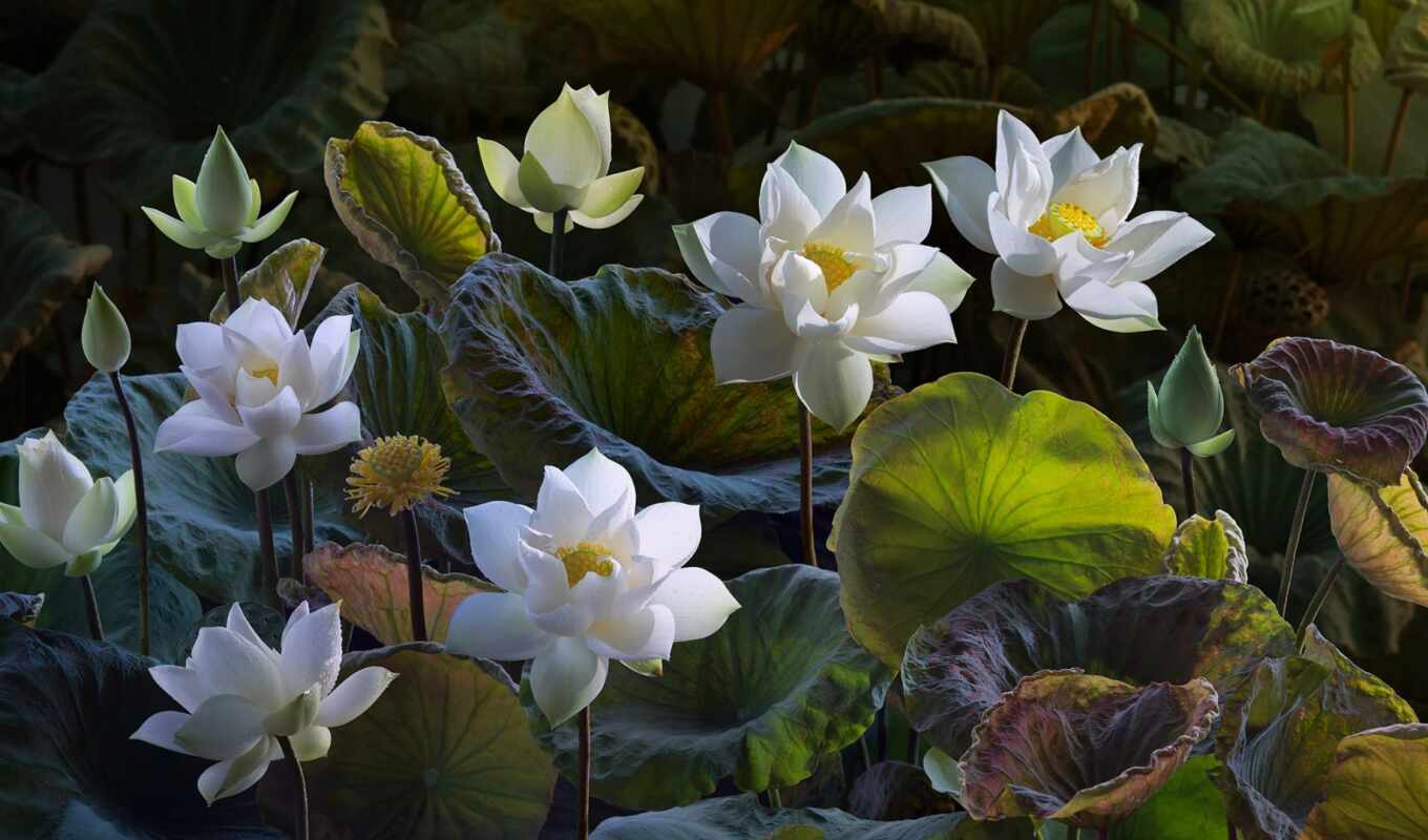 цветы, white, lotus, funart, oir