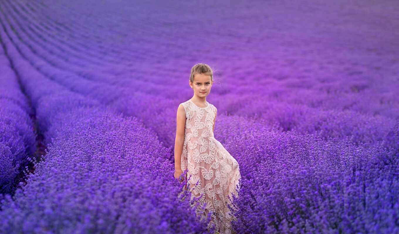 поле, lavender