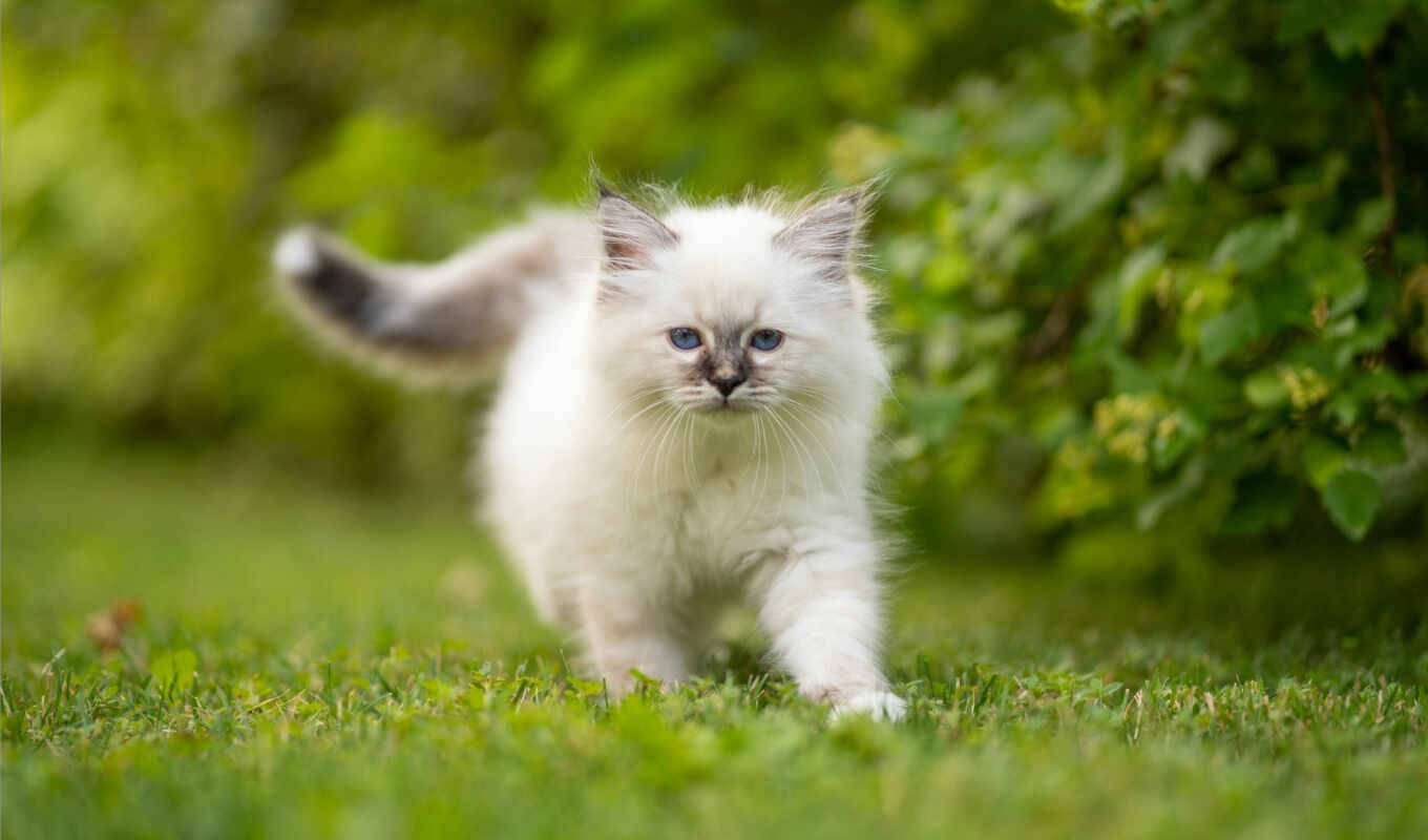 white, кот, коты, котенок, burmese, funart