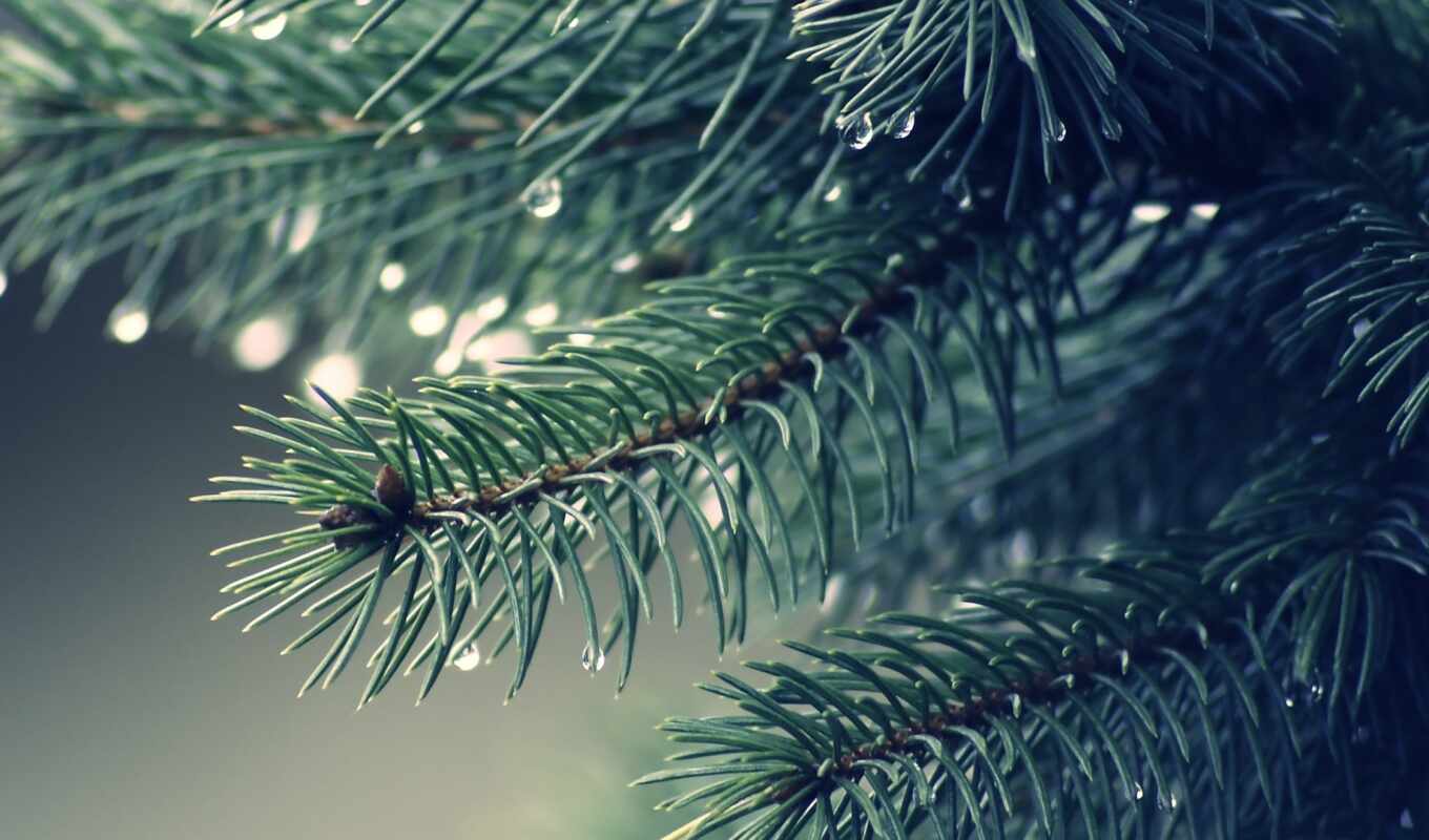branch, new year, cone, spruce