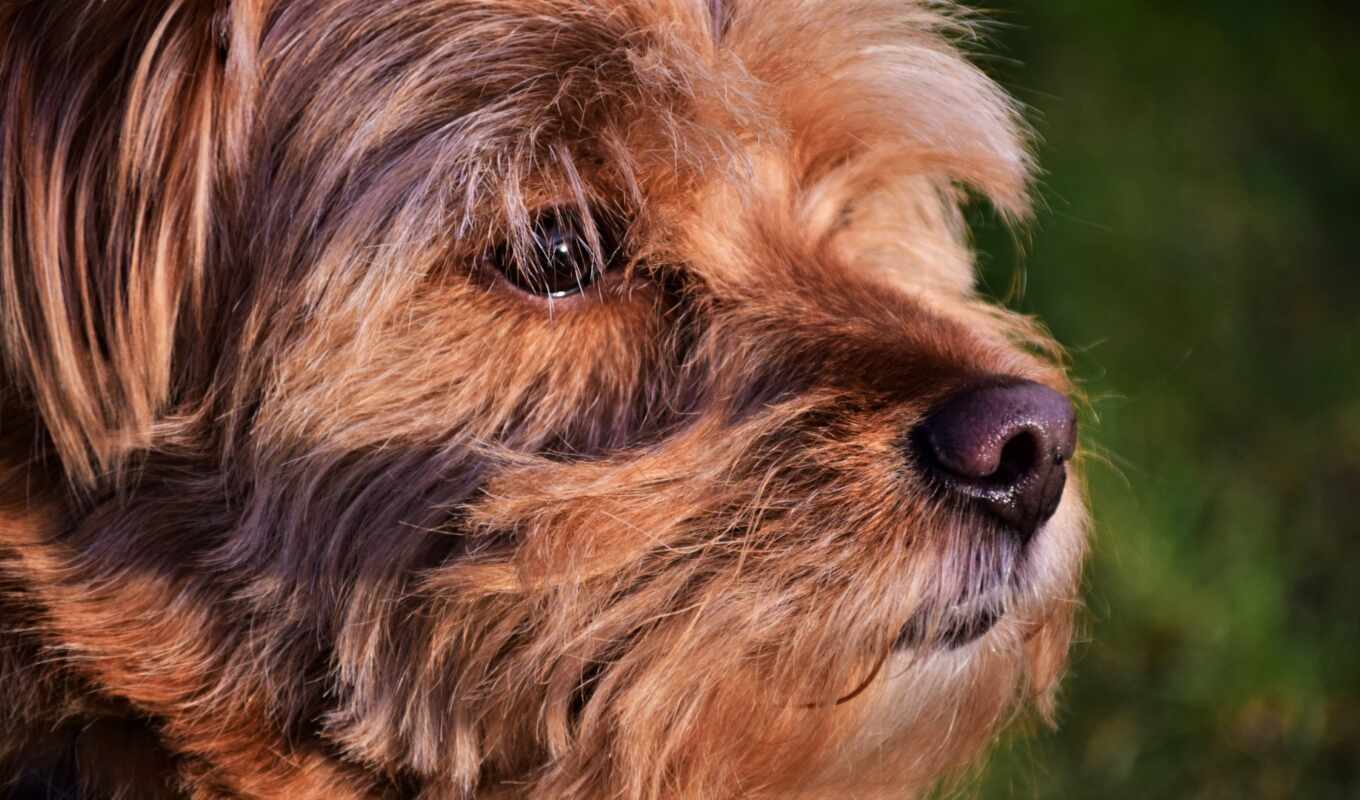 собака, щенок, animal, hybrid, pet, бультерьер, pixabay