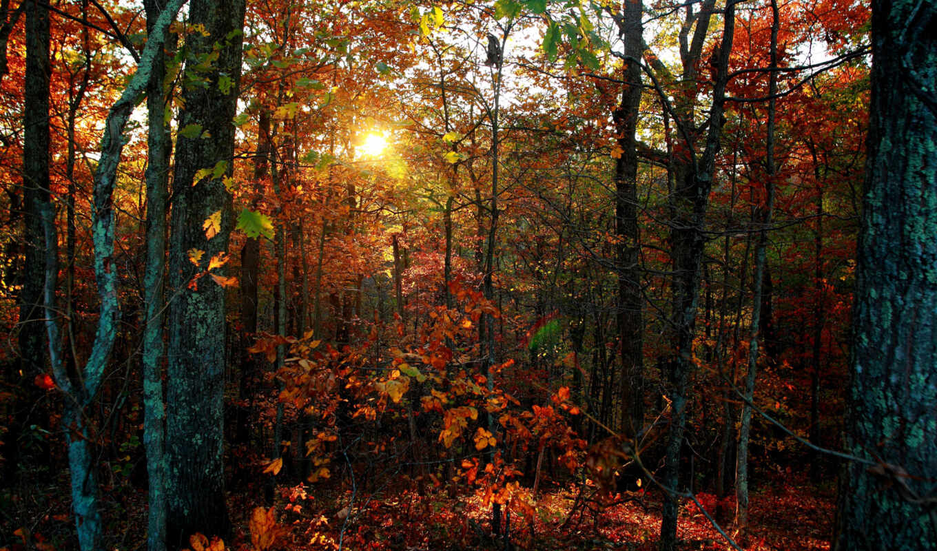 листья, закат, осень, листва, trees, west, virginia, forestwander, воображаемые