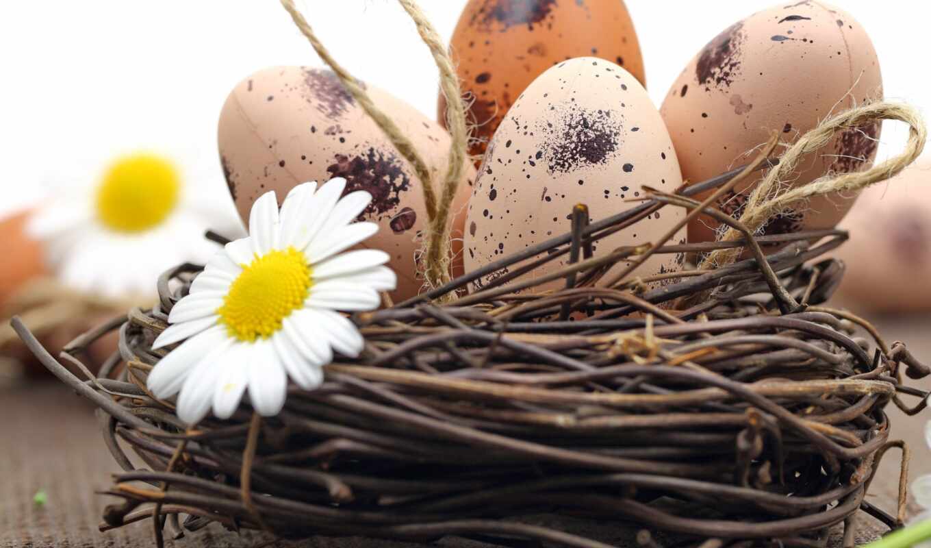 beautiful, plochu, tapety, eggs, background, image, eggs, veclekonočn é, vajcia, harmanček
