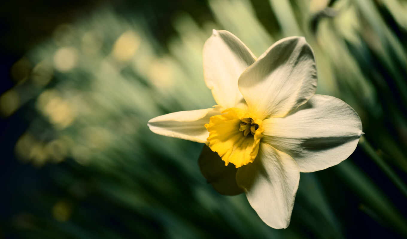 flowers, spring, narcissus