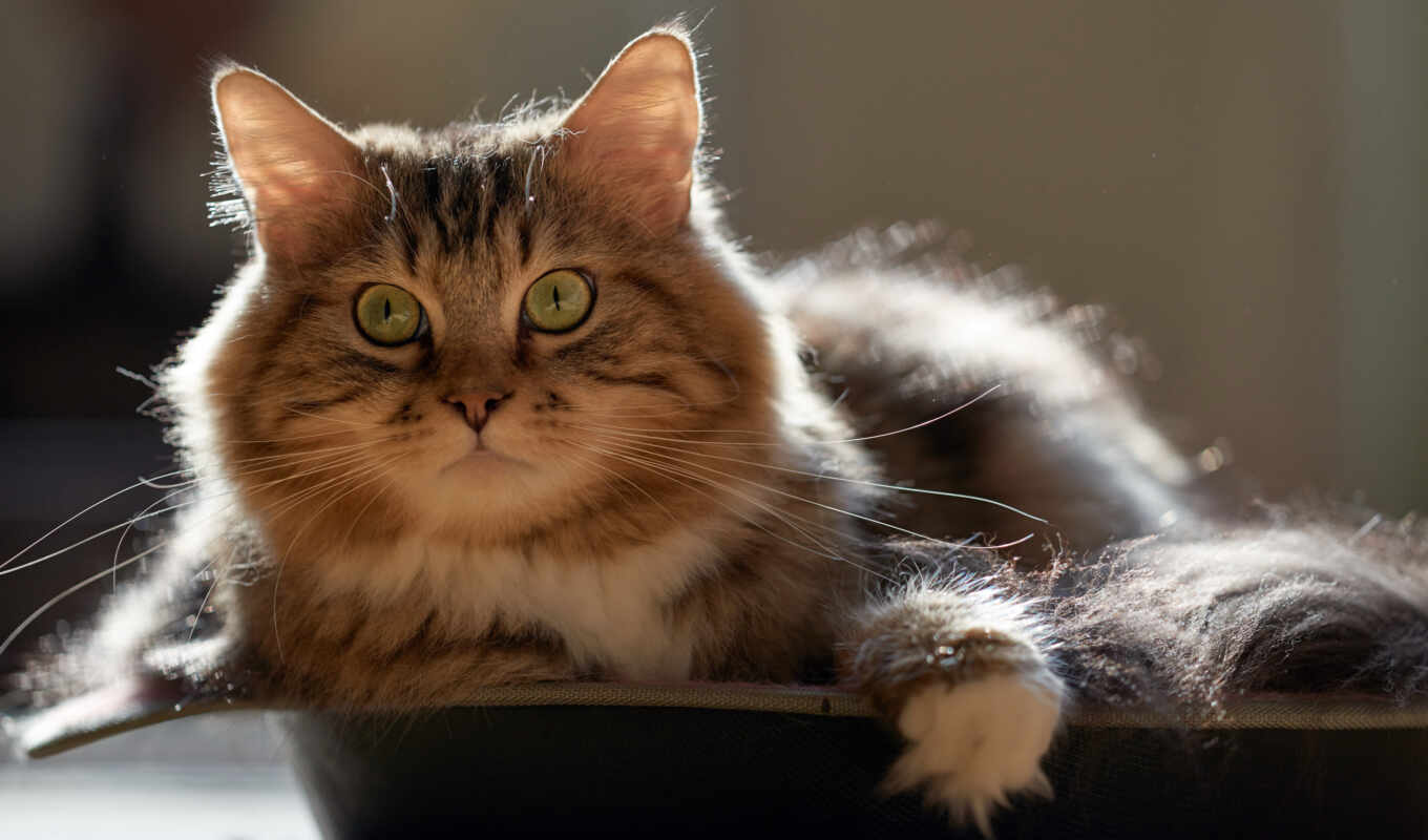 кошка, хищник, котенок, усы, дикая кошка, полосатый кот, домашний коротковолосый кот, мейн-кун, норвежский лесной кот, Сибирская кошка