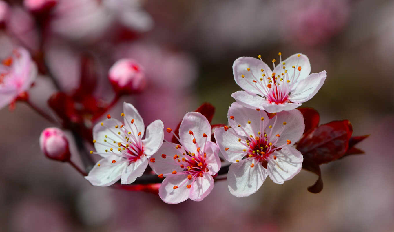 flowers, spring, sakura, because