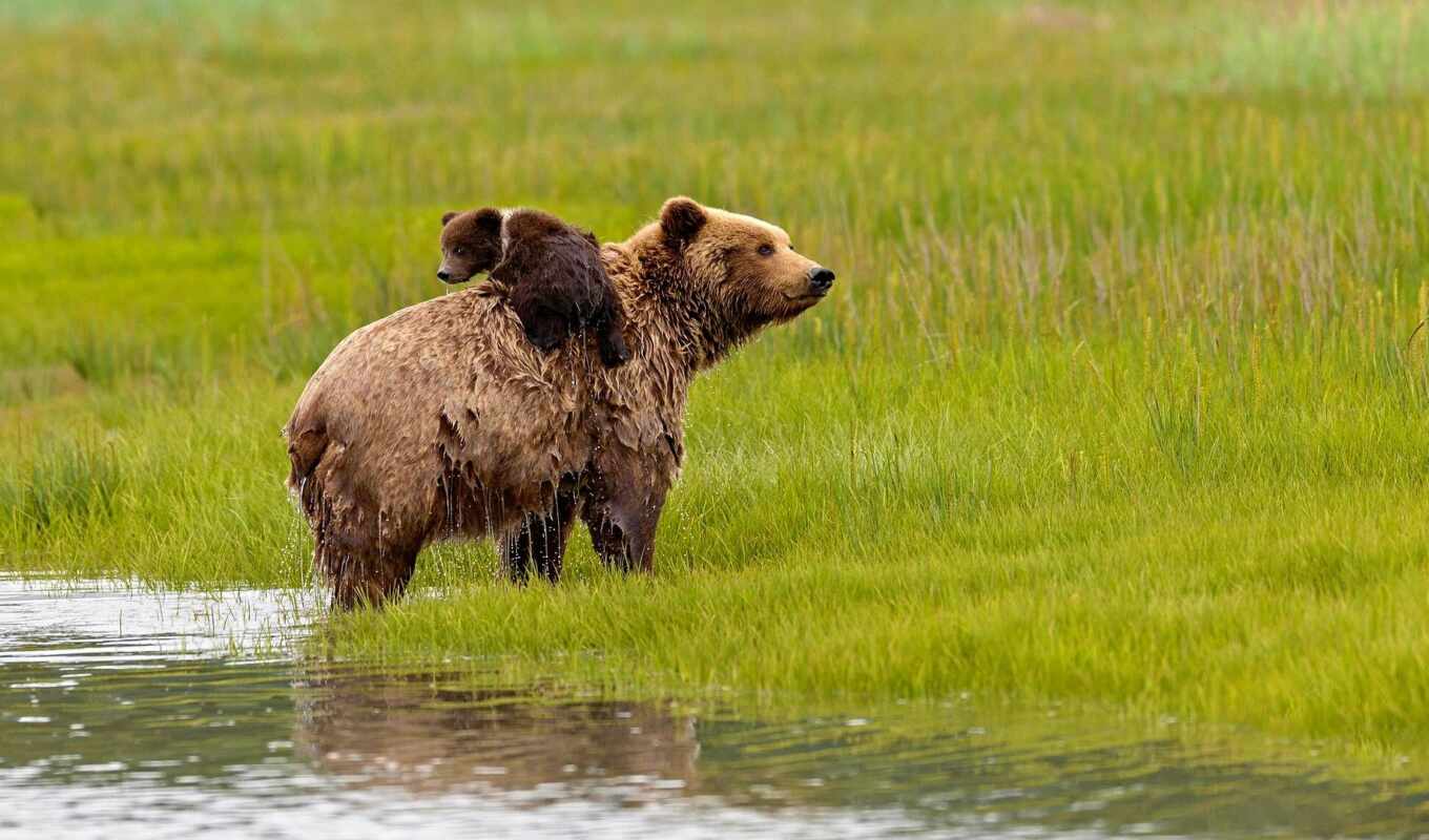 wild, bear, animal, alaska
