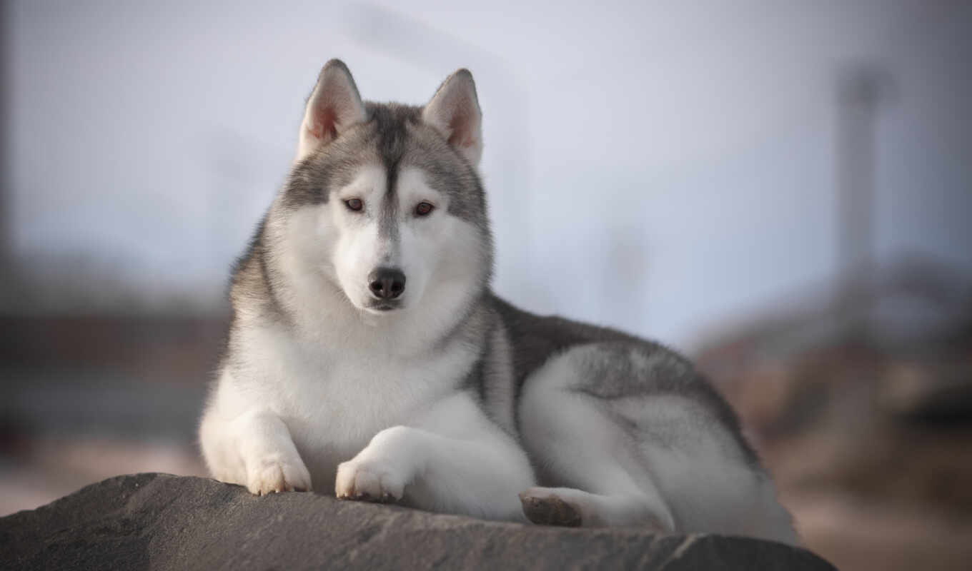 picture, gray, dog, to find, husky, pet, thous, husky, sobkovod