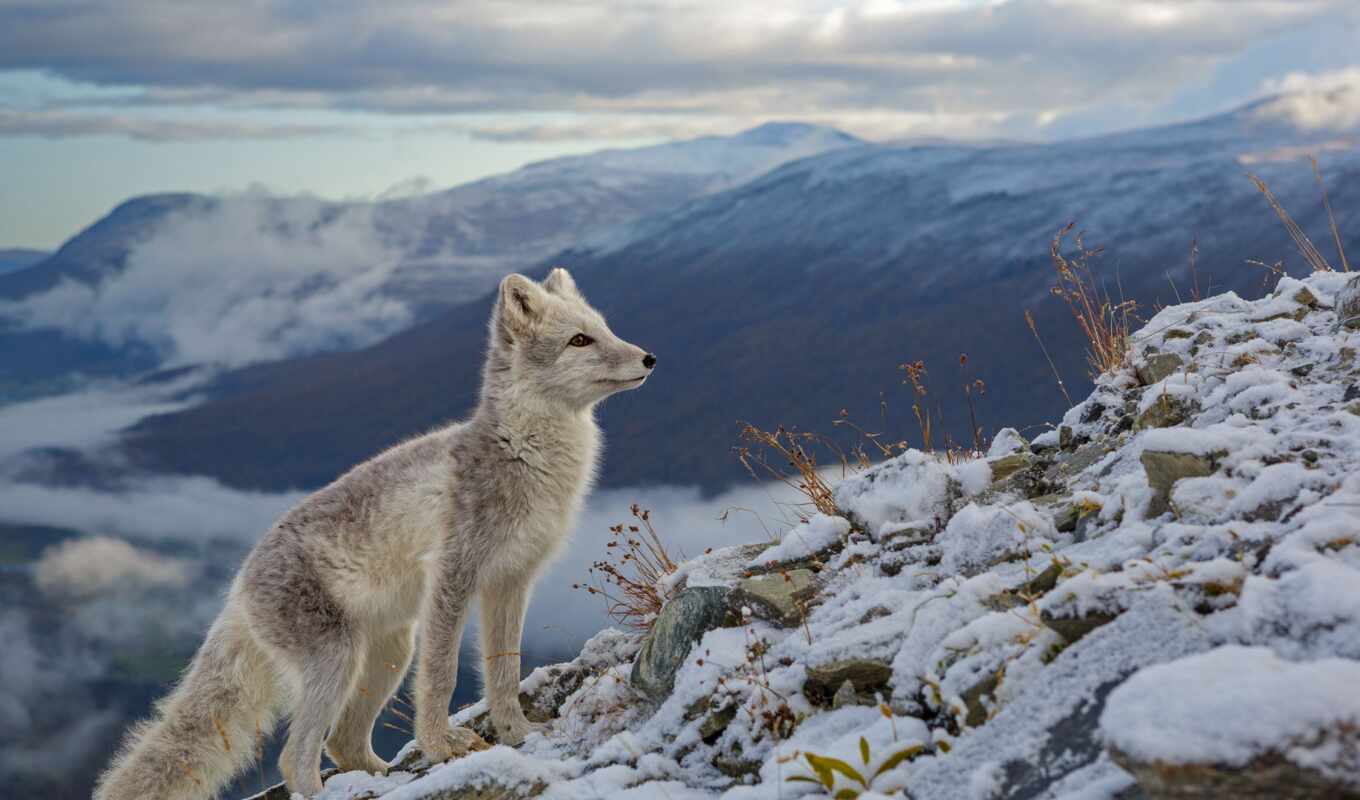 fox, Norway, arctic