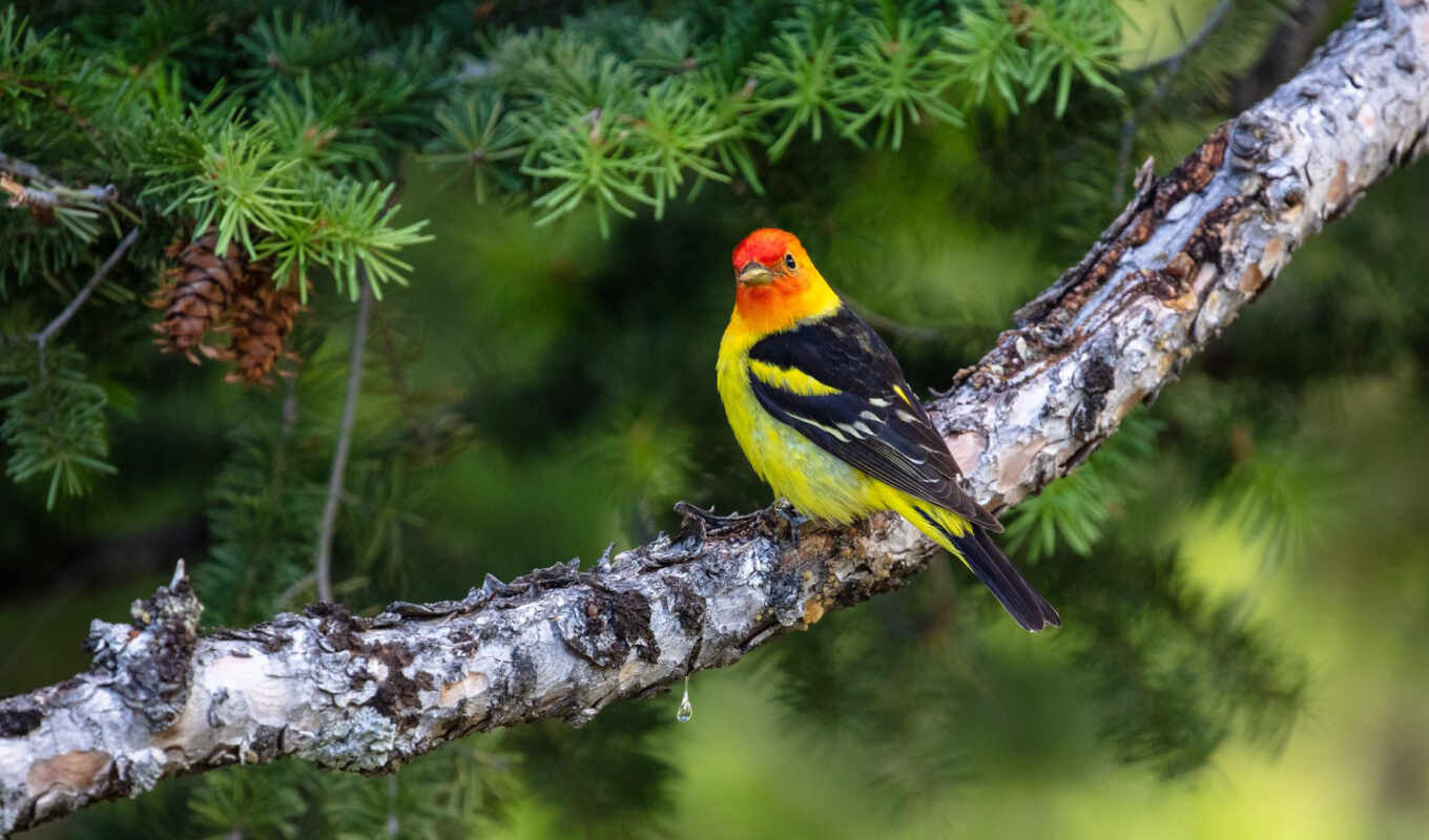 bird, branch, western, tanager