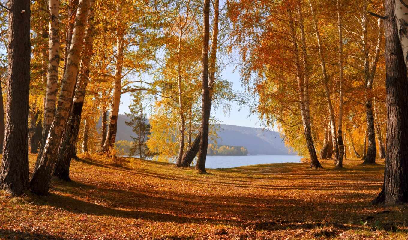 озеро, природа, дерево, осень, scenery, leaf, fore