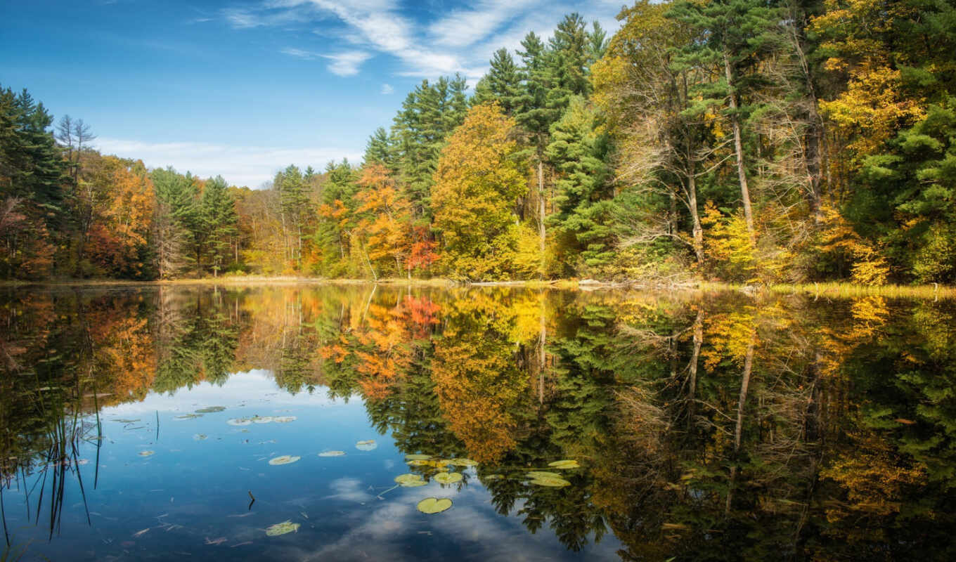 природа, пейзажи -, iphone, красивые, лес, осень, trees, отражение
