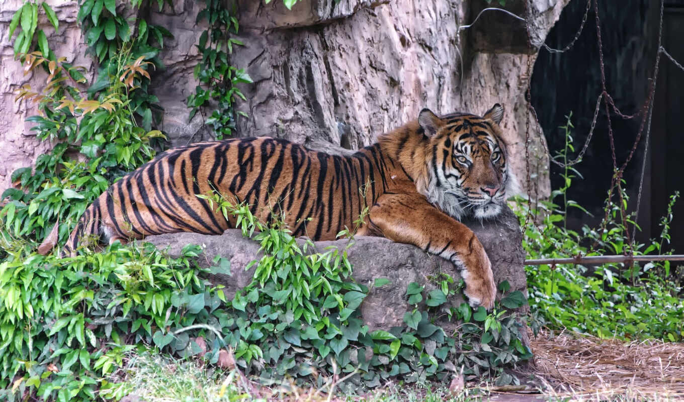 tiger, bengali