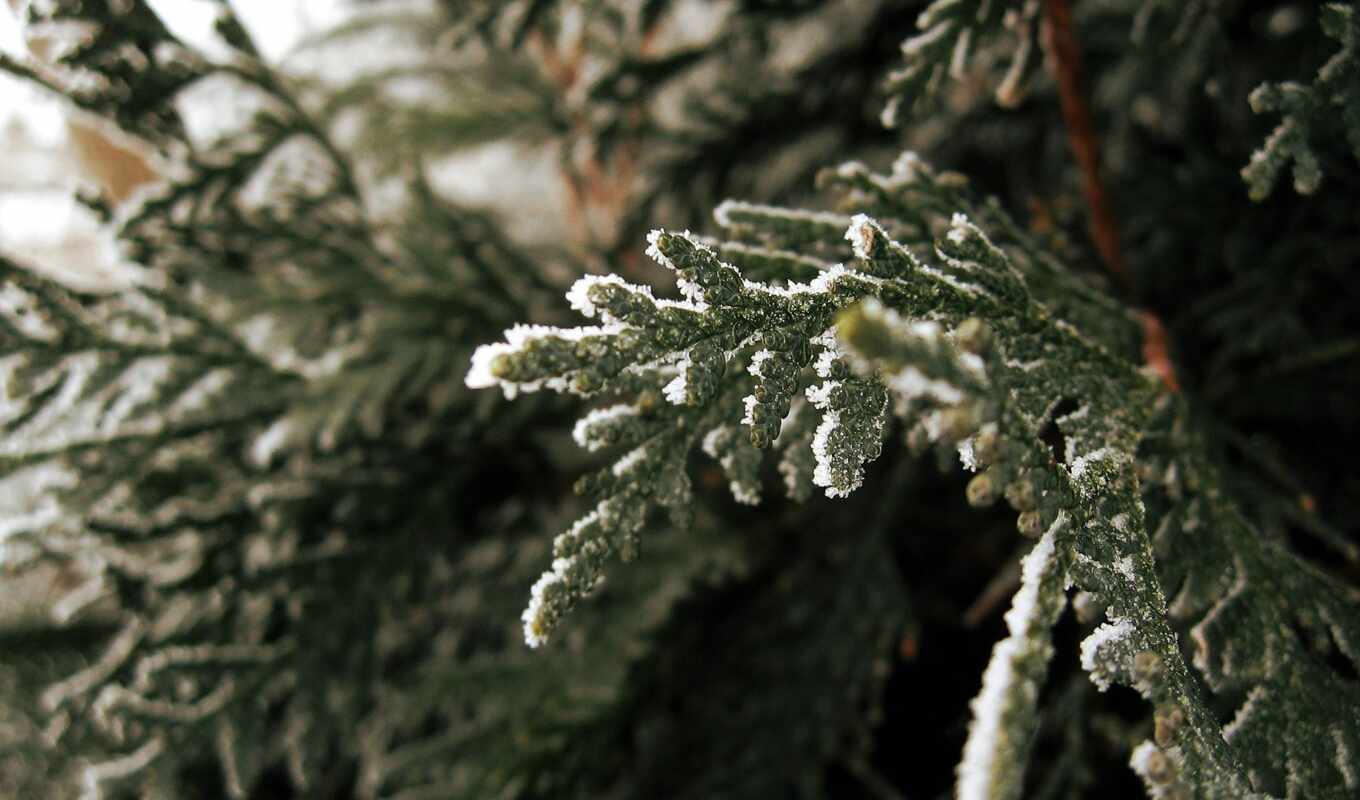 snow, spruce