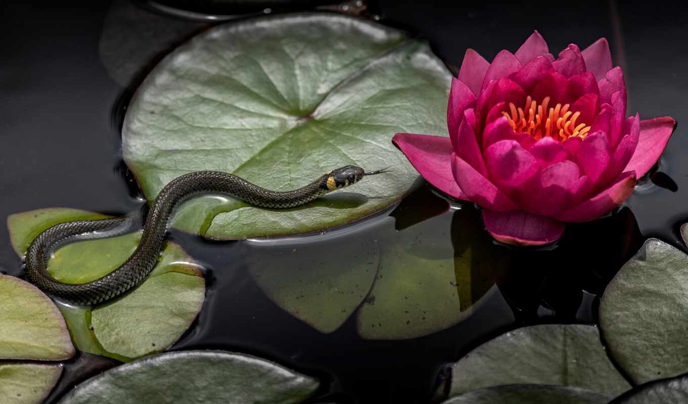 flowers, water, pond, snake, leaf