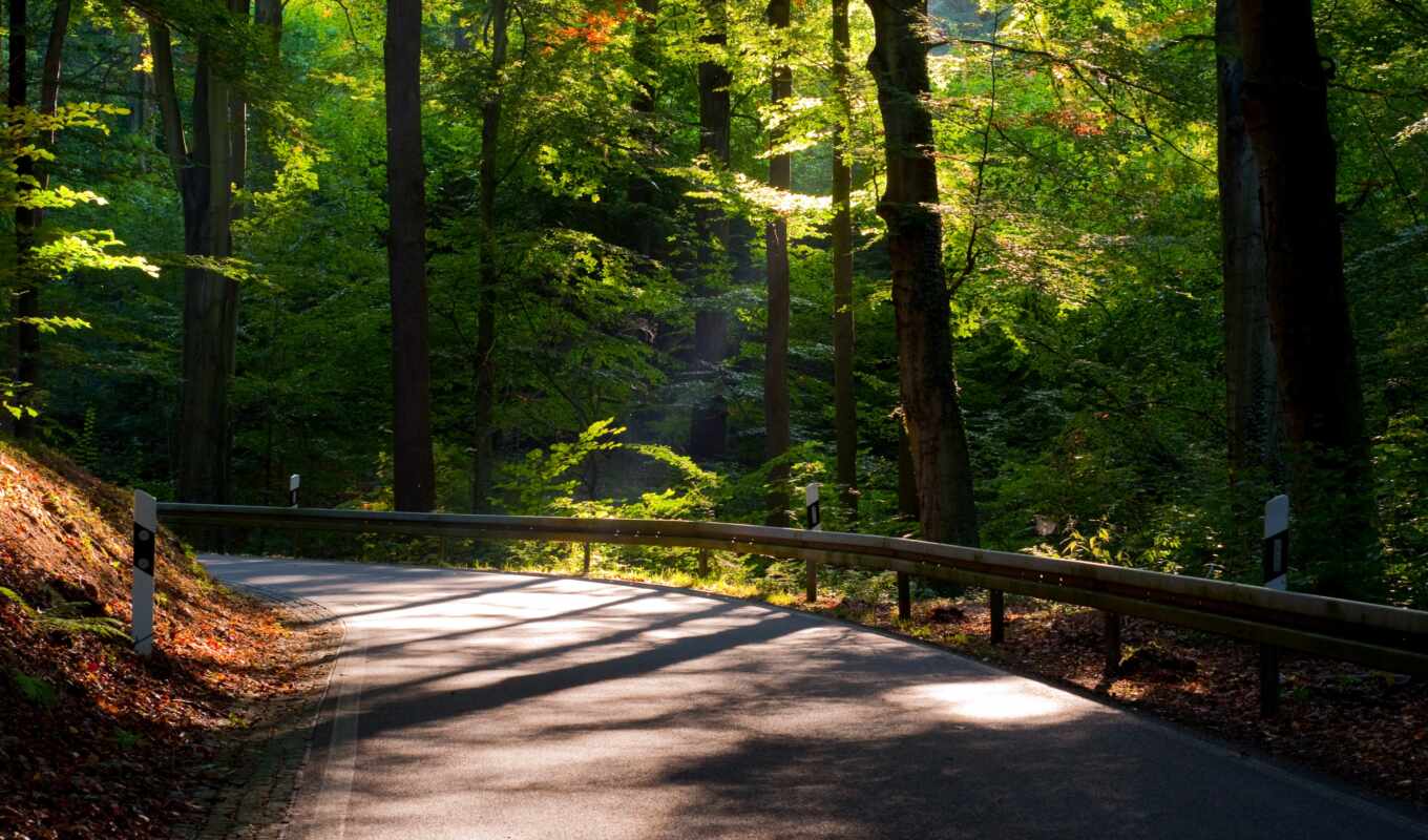 природа, дерево, дорога, дороги, листва, highway, trees, route