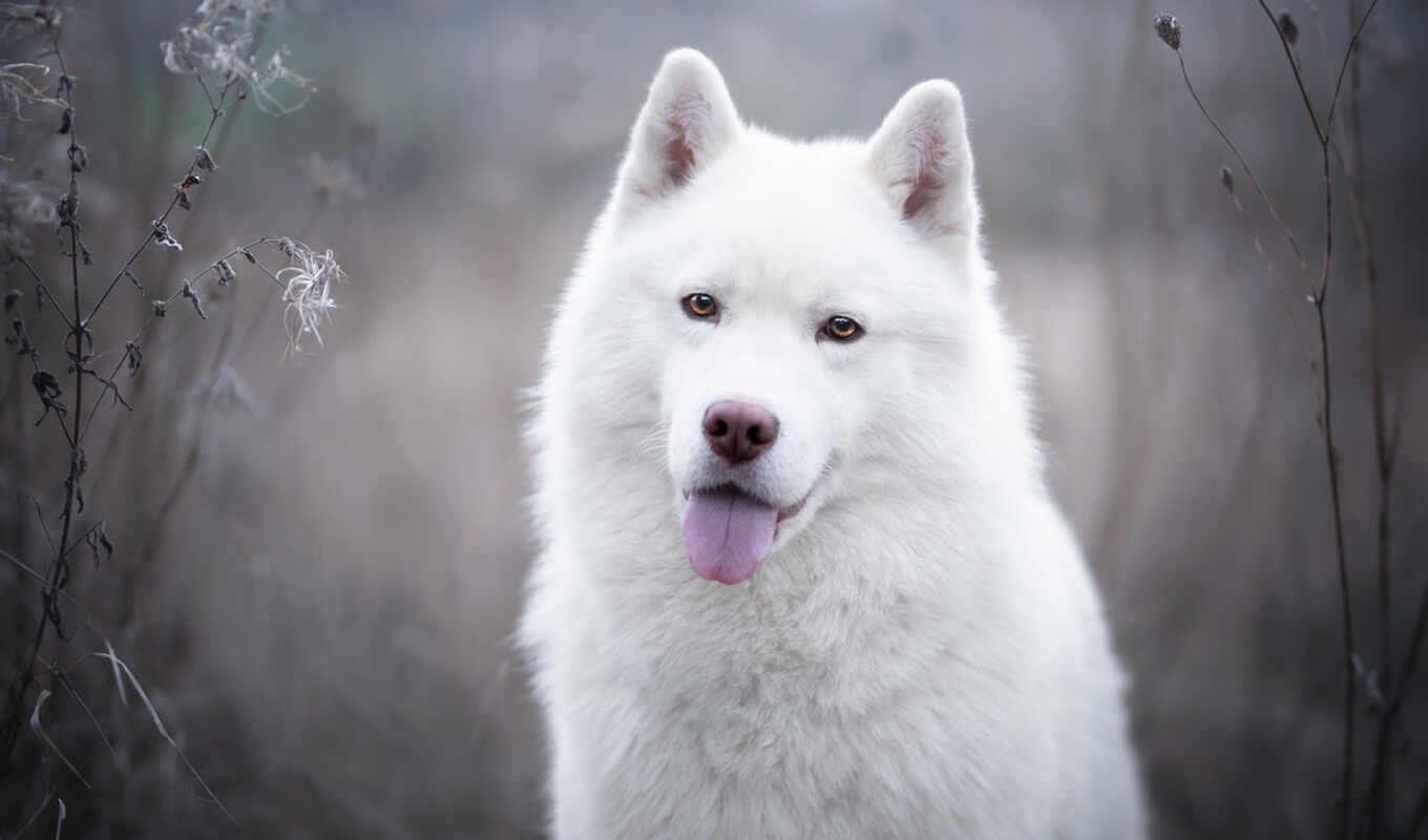 собака, white, swiss, овчарка, animal, art, cute, pet, little, тюлень