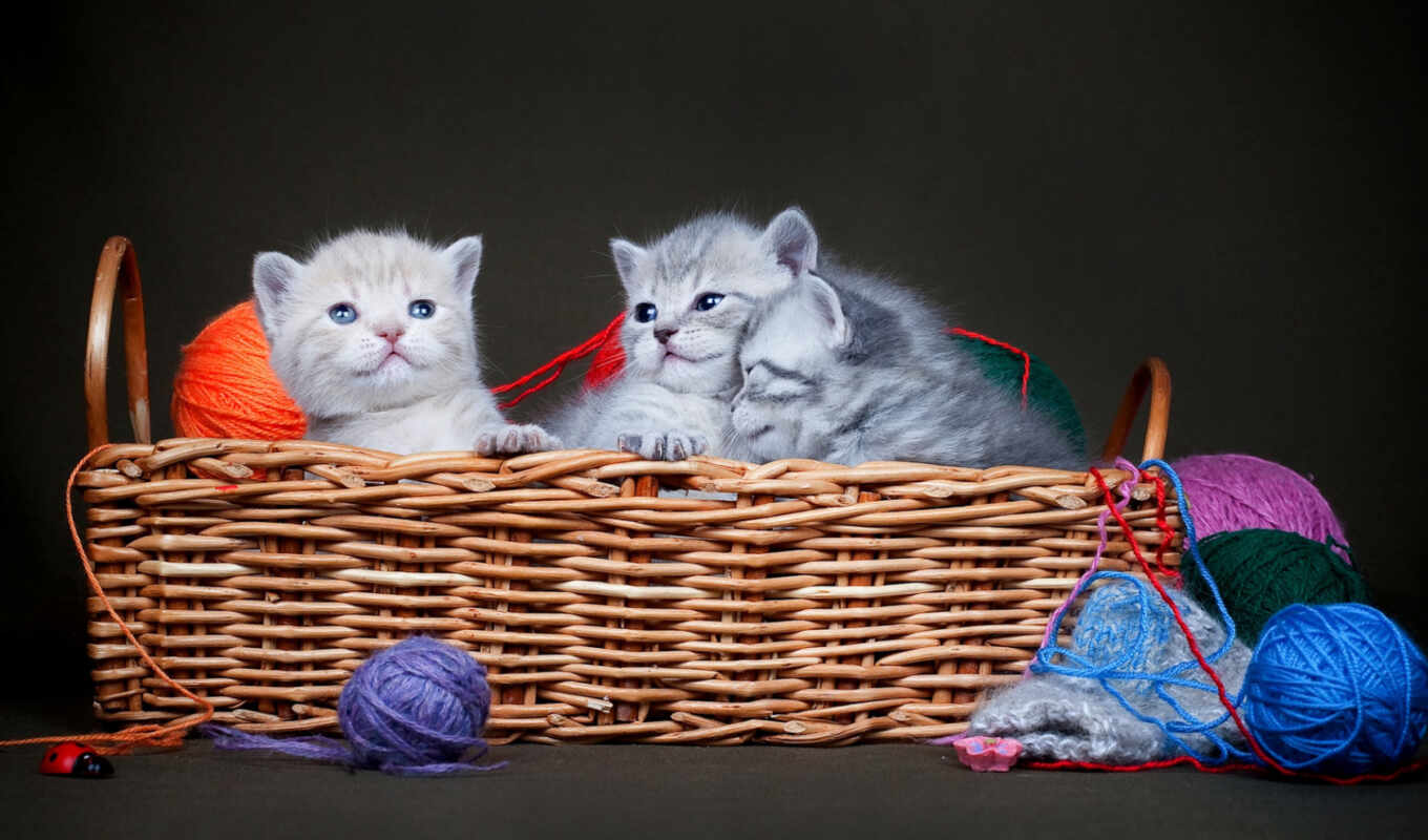 cat, kitty, basket