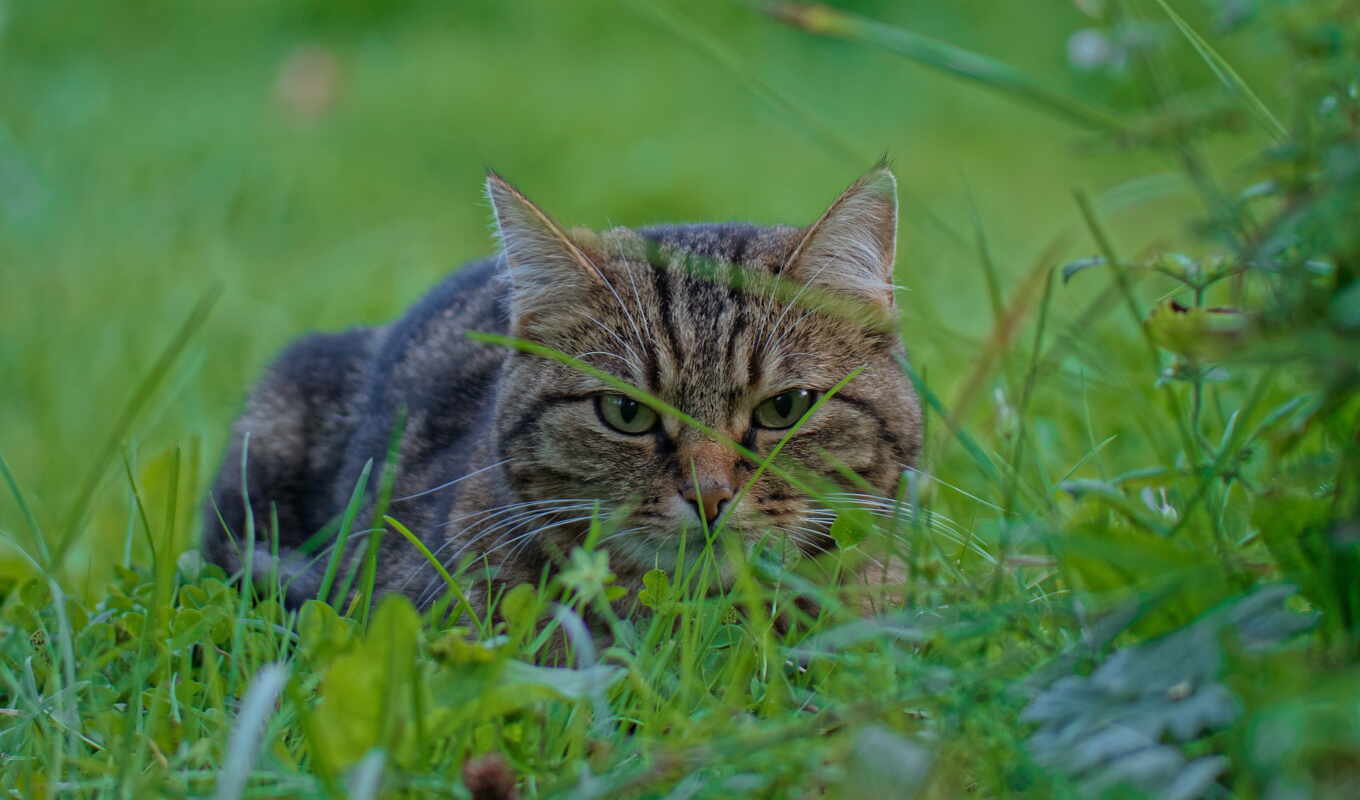 grass, cat, ears