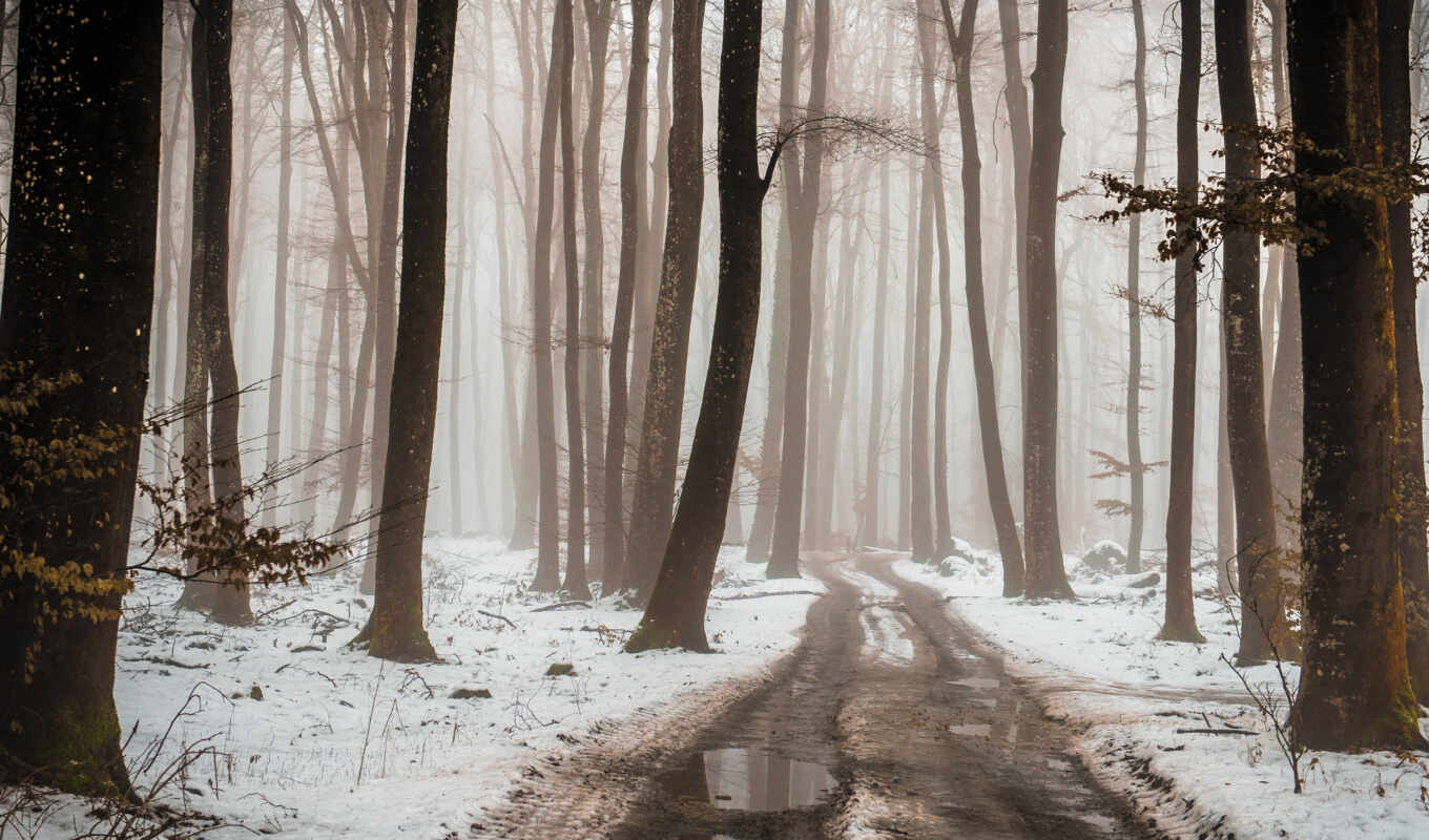 дерево, снег, winter, mist, бежевый, fore