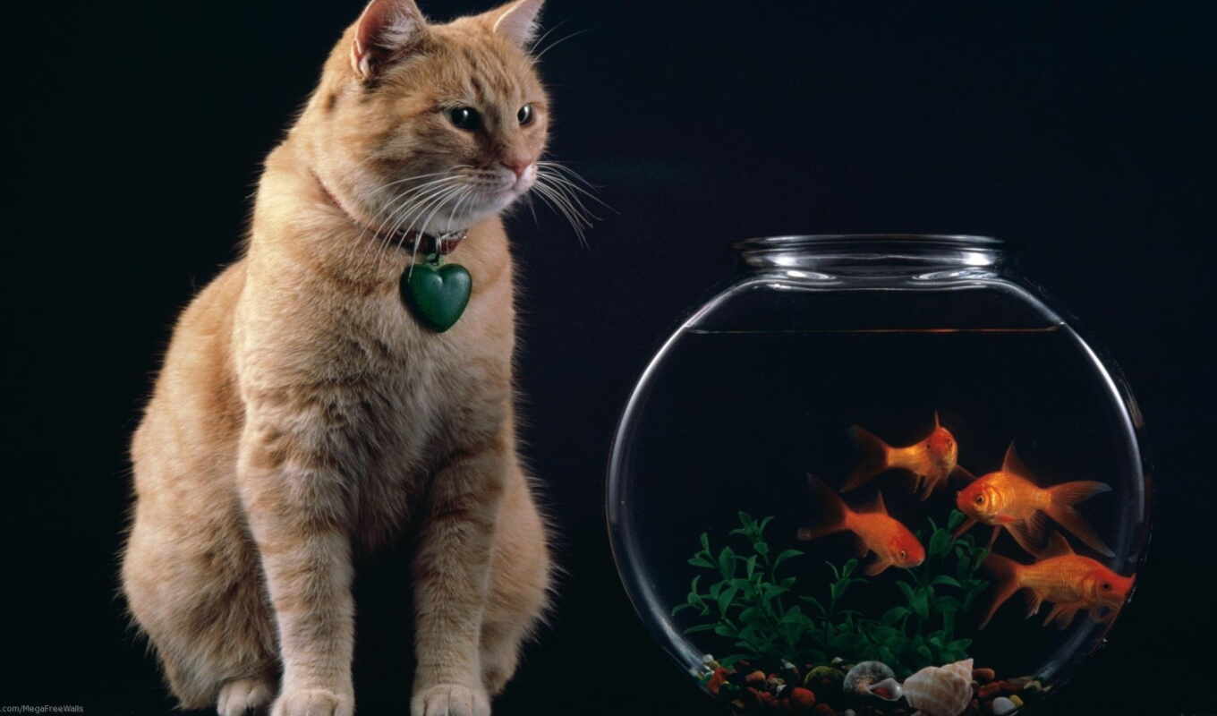 the bowl, cat, animal, fish, goldfish, tabby, mrwallpaper