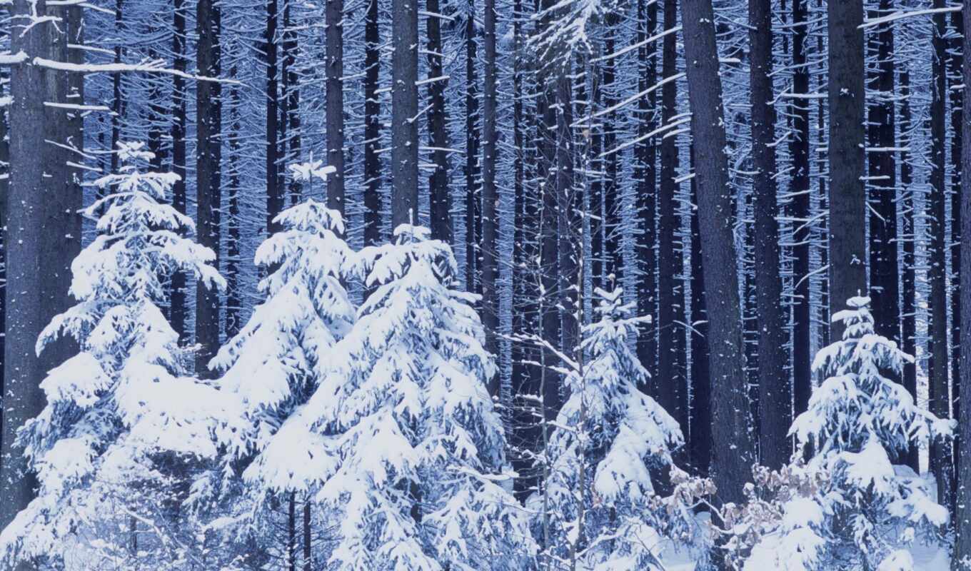 new, снег, winter, лес, год