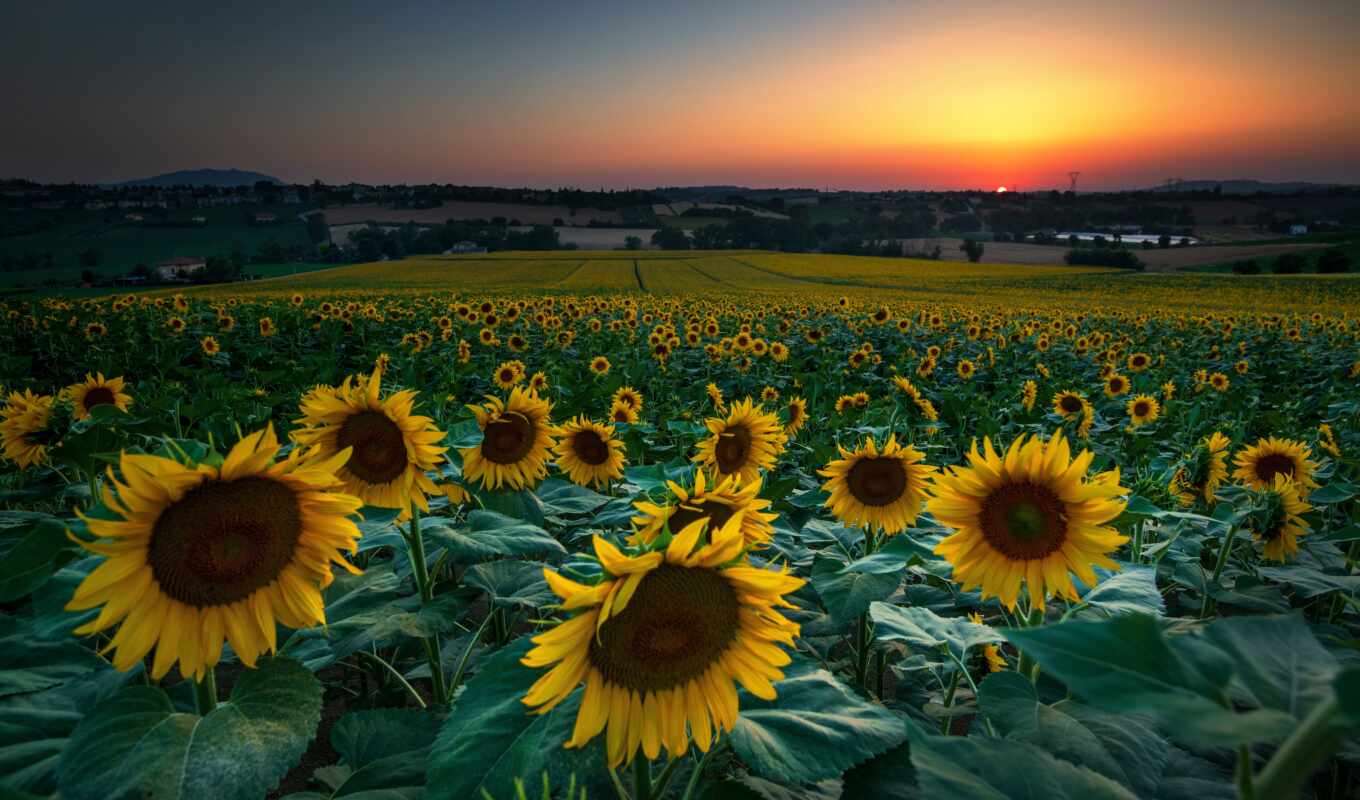 flowers, summer, many, sunset, field, sunflower, sunrise, yellow