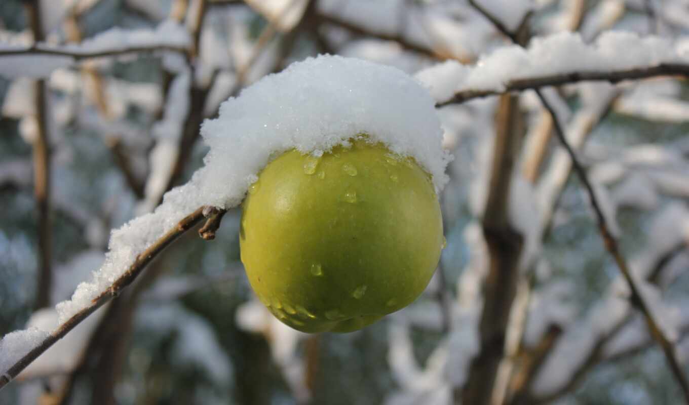 apple, home, дерево, зелёный, снег, winter, чайная, gratui