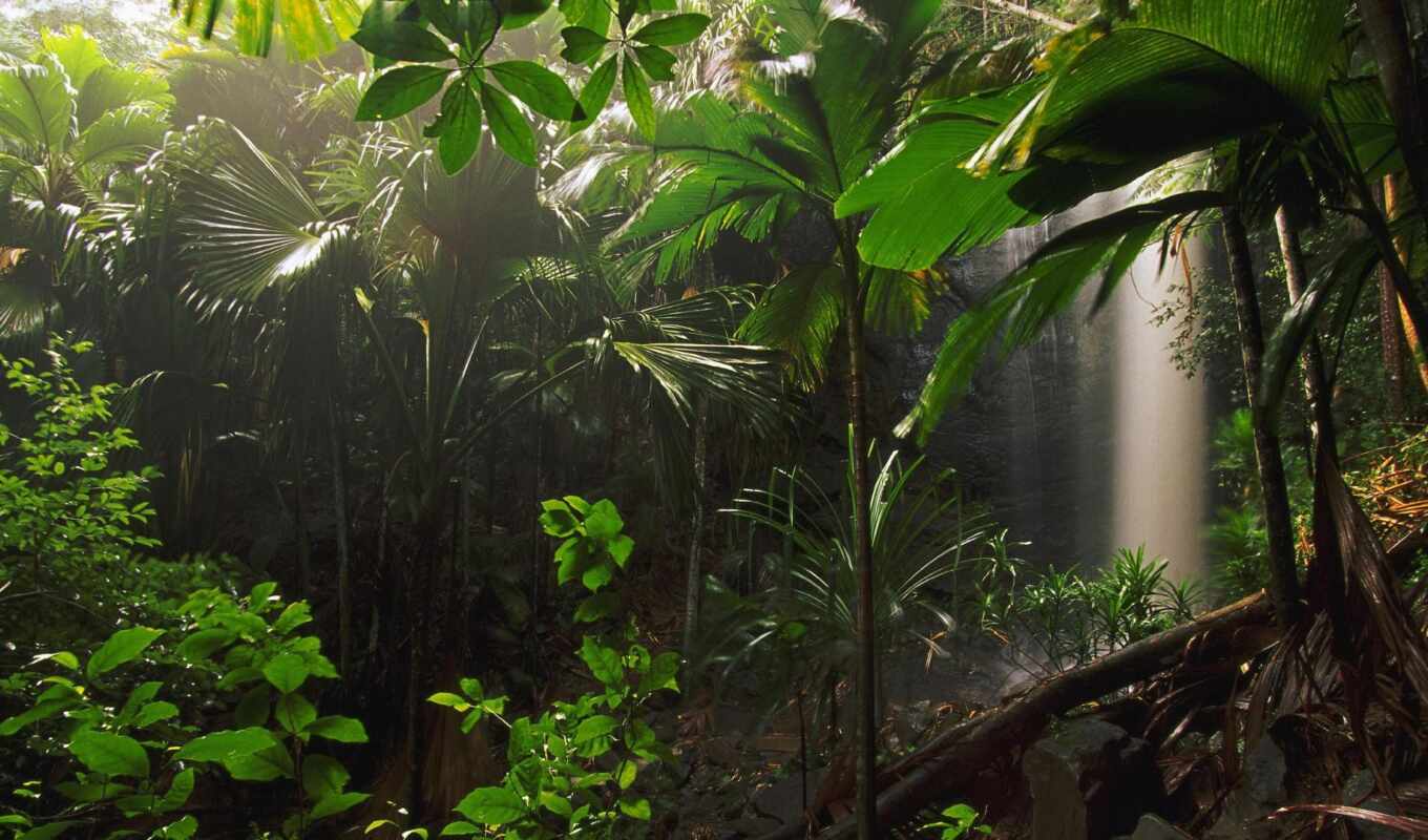 jungle, лес, водопад, tropical