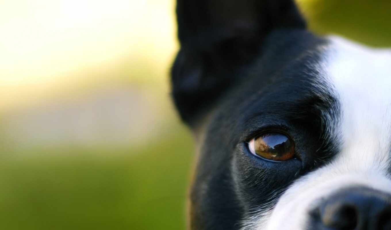 eye, dog, muzzle, animal, bull terrier, french, bulldog, makryi