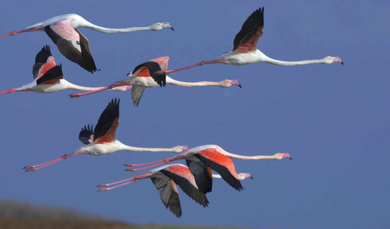 sky, flight, bird, flamingo, animal, sheep, fly