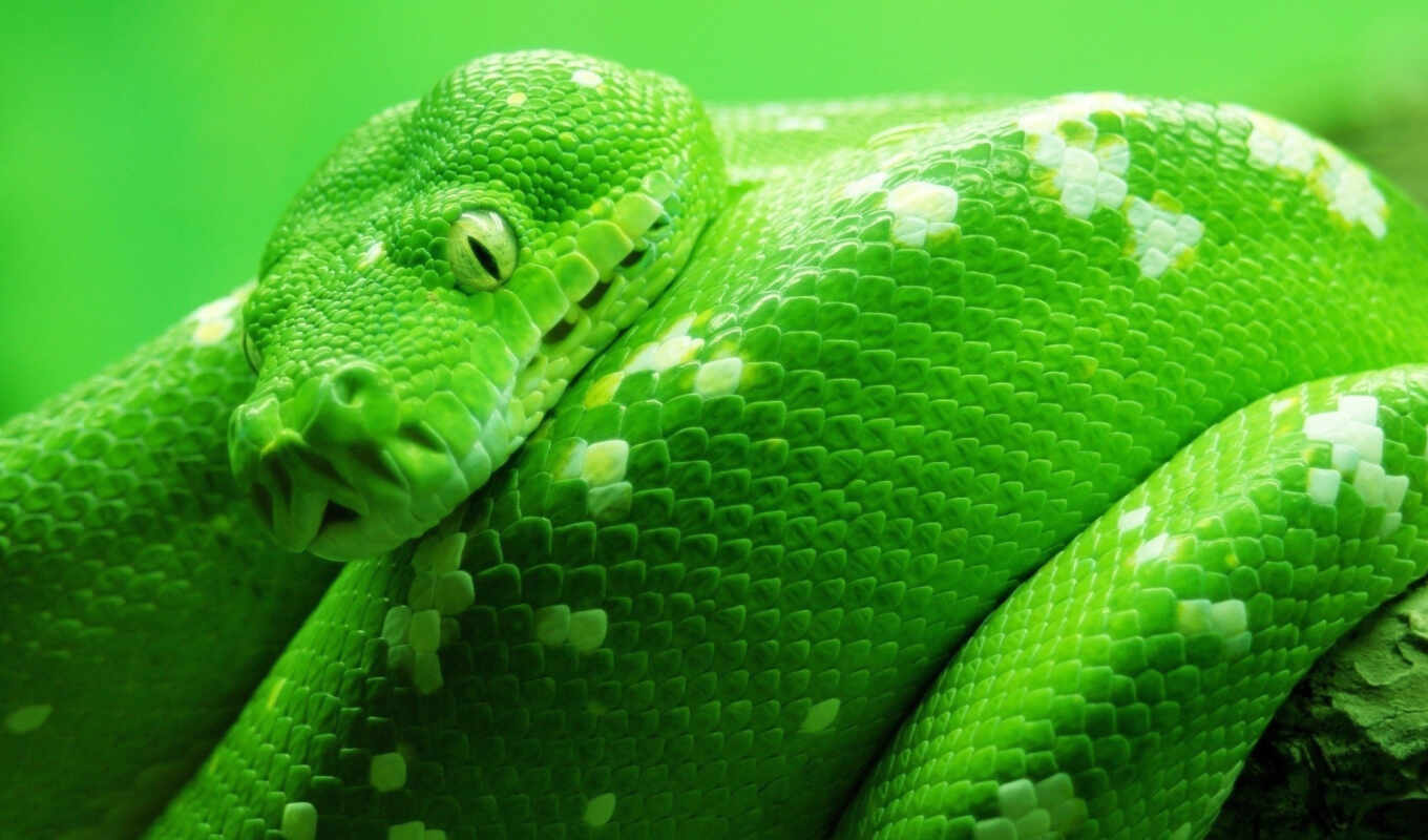 зелёный, видов, snake, cobra, змеи