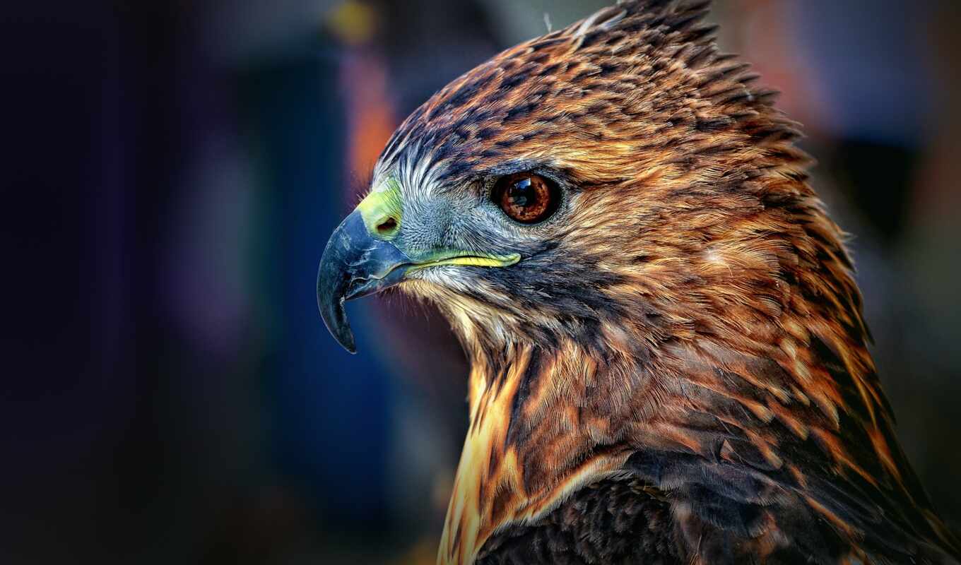 predator, bird, beak, falcon, sparrowhawk
