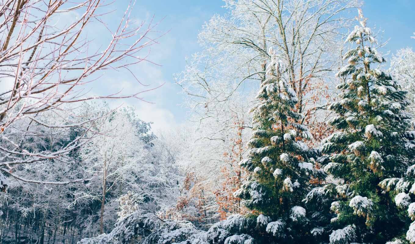 природа, дерево, иней, снег, winter, лес, палуба, январь, февраль, freezing