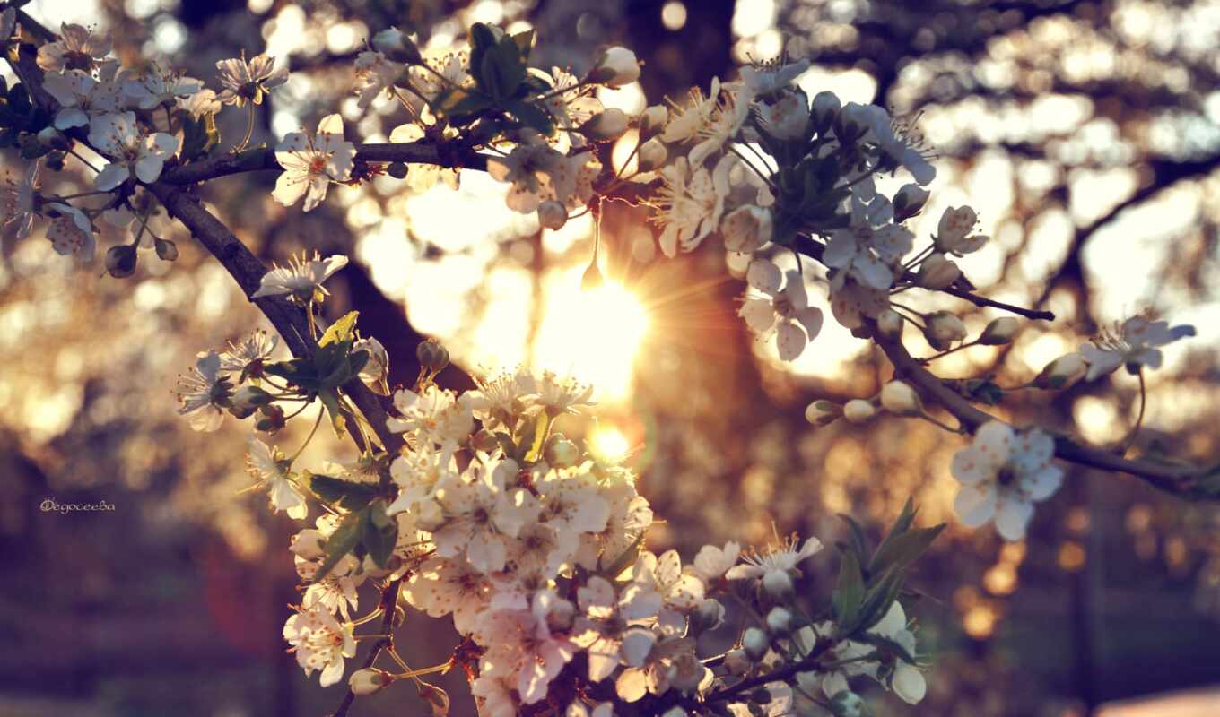 flowers, sun, tree, winter, branch, spring