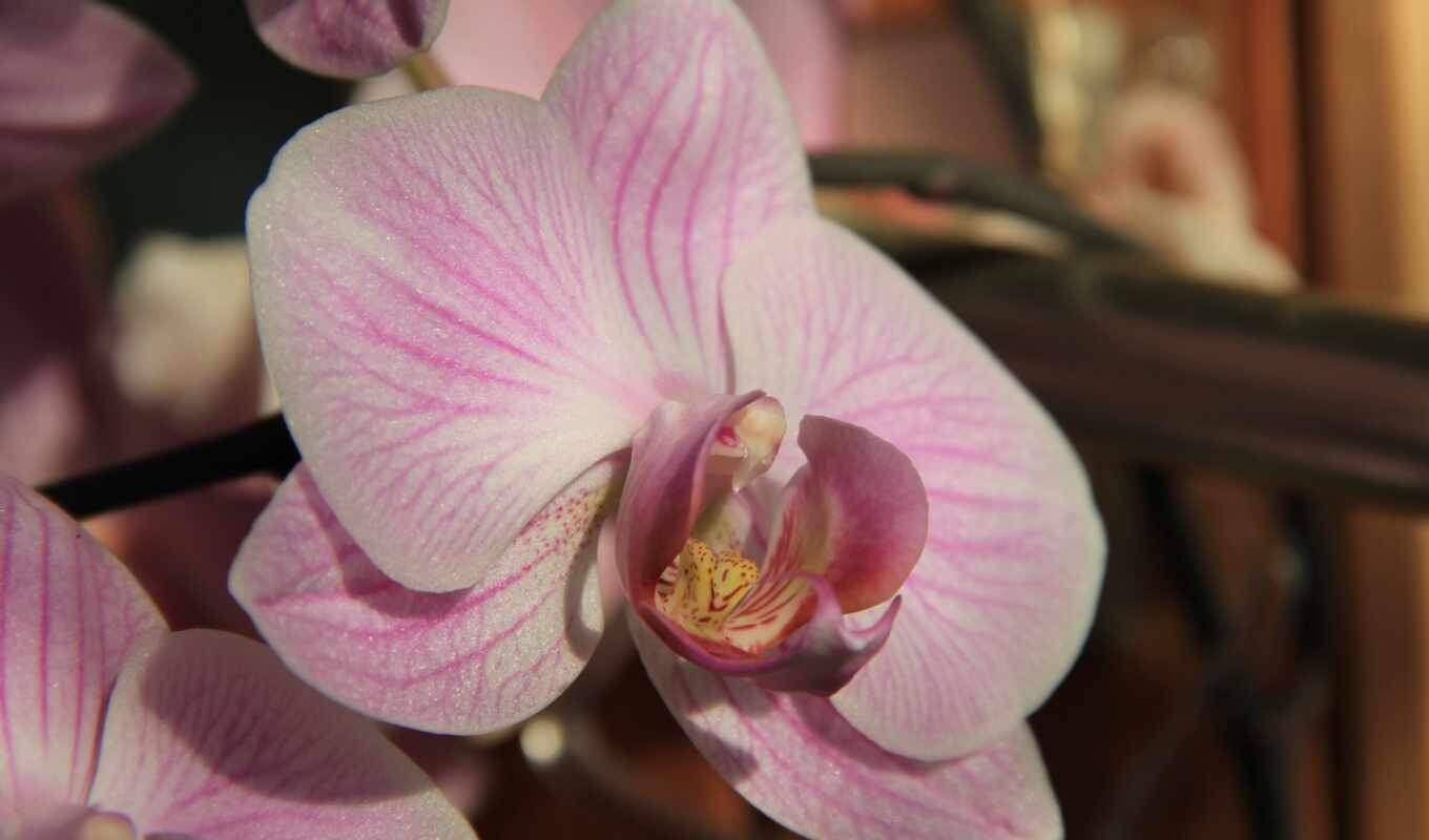 ipad, air, мини, орхидея, pro, parallax, orquídea