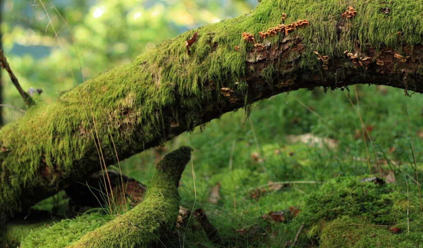 tree, grass, new, forest, dead, branch, mouth, moss, wood, give, mushroom